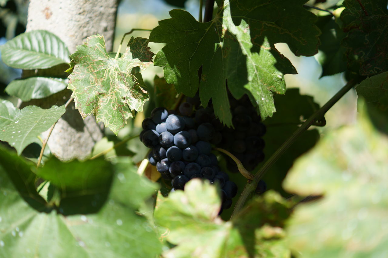 CLOSE-UP OF BERRIES GROWING ON TREE