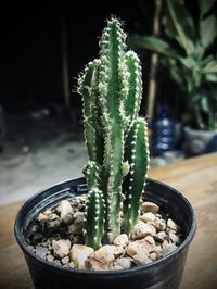 Close-up of succulent plant in pot