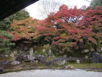 Autumn trees in park