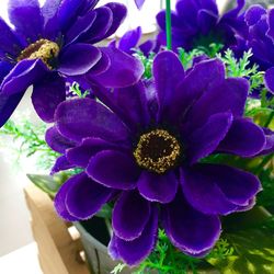 Close-up of purple flowers blooming outdoors