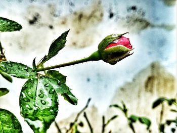 Close-up of wet flower