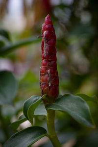 Close-up of red leaf on plant