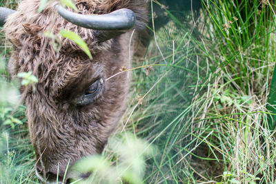 Bison grazing on field