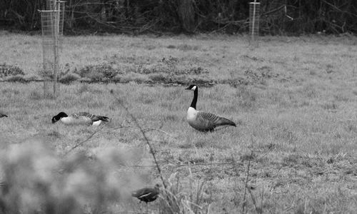 View of birds on field