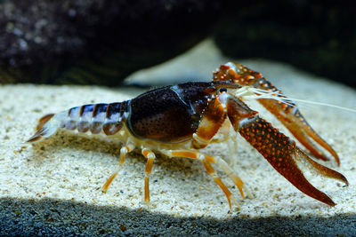 Close-up of insect on the sea