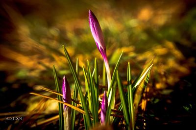 Close-up of purple flower