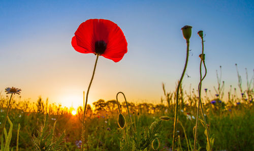 Close-up of poppy growing on field against sky during sunrise