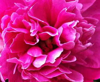 Close-up of pink rose blooming outdoors