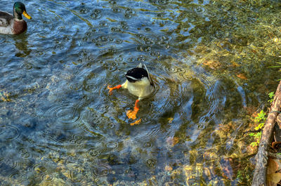 High angle view of duck swimming in lake