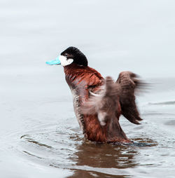 Close-up of duck swimming in lake