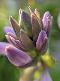 Flowering bloom in the garden