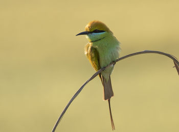 Close-up of bird perching on cable against sky