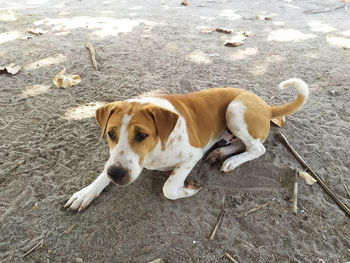 High angle portrait of dog lying on dirt road