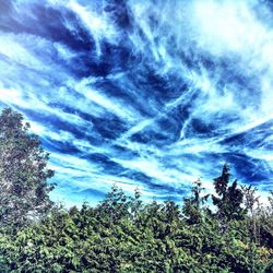 Low angle view of trees against blue sky