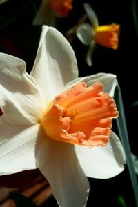 Close-up of white flowers blooming outdoors