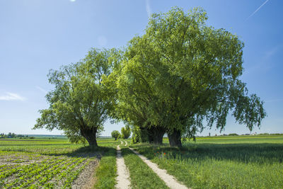 Trees on field against sky