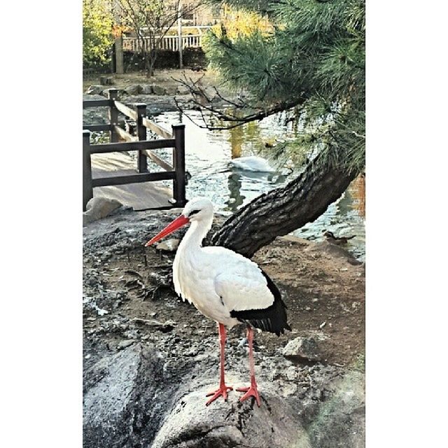 transfer print, bird, auto post production filter, water, high angle view, built structure, building exterior, day, river, outdoors, architecture, tree, lake, transportation, moored, nautical vessel, animal themes, nature, no people, mode of transport