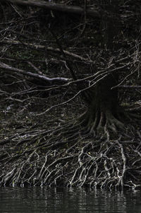 Bare trees in water