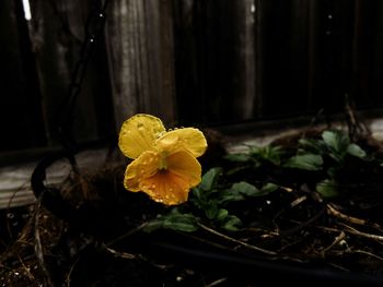 Close-up of yellow flower