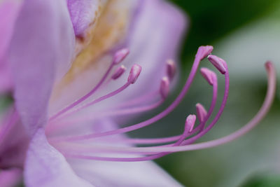 Close-up of pink rose flower