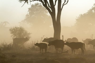 Horses on a field