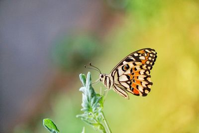 Close-up of butterfly pollinating on flower