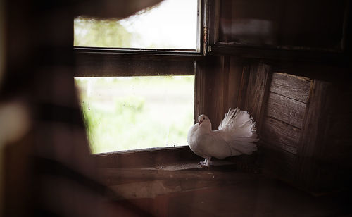Close-up of bird on window