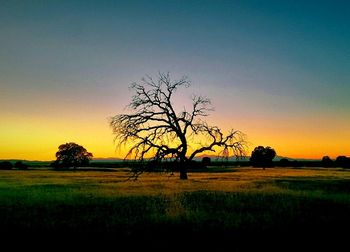 Bare trees on landscape at sunset