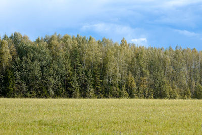 Green forest with grass on meadow. summer wood landscape, pasture cattle. beautiful grass and forest