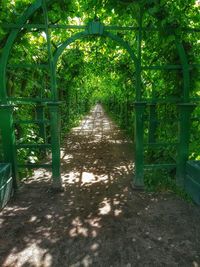 Footpath in park