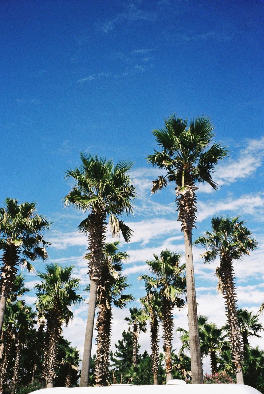 LOW ANGLE VIEW OF PALM TREES AGAINST CLEAR SKY