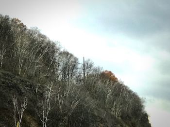 Low angle view of trees against sky