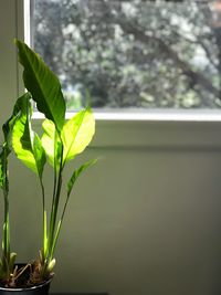 Close-up of fresh green plant