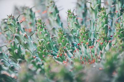 Close-up of berries on plant