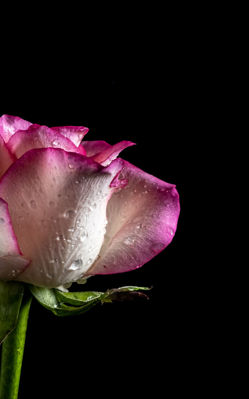 pink, flower, flowering plant, plant, freshness, black background, close-up, beauty in nature, petal, fragility, studio shot, inflorescence, drop, nature, purple, flower head, macro photography, no people, water, wet, growth, indoors, rose, leaf, bud, copy space, plant stem, plant part