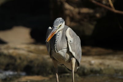 Close-up of a bird