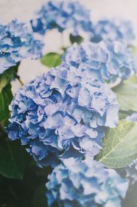 Close-up of hydrangea blooming outdoors