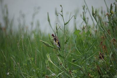 View of bird on grass in field