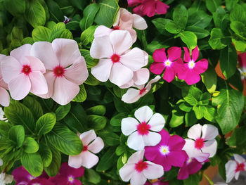 Close-up of pink flowering plants