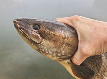 Close-up of hand holding turtle