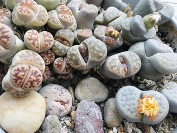 High angle view of shells