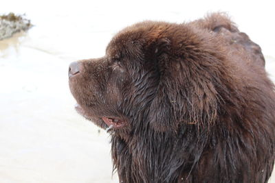 Close-up of dog by water