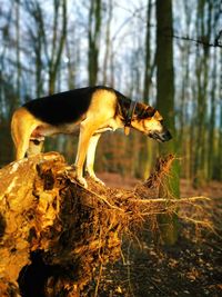 Side view of a dog on field