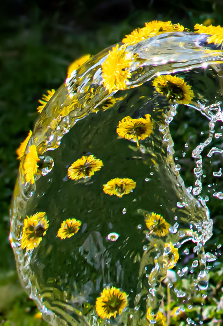 CLOSE-UP OF YELLOW FLOWERING PLANT DURING AUTUMN