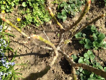 Plants growing on tree