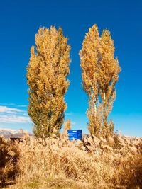Trees growing on field against clear blue sky