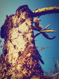 Close-up of tree against sky