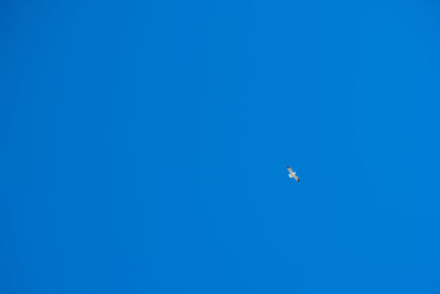 Low angle view of bird flying in sky