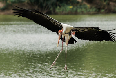 Close-up of bird flying over lake