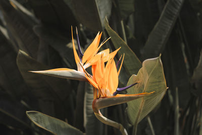 Close-up of orange flower